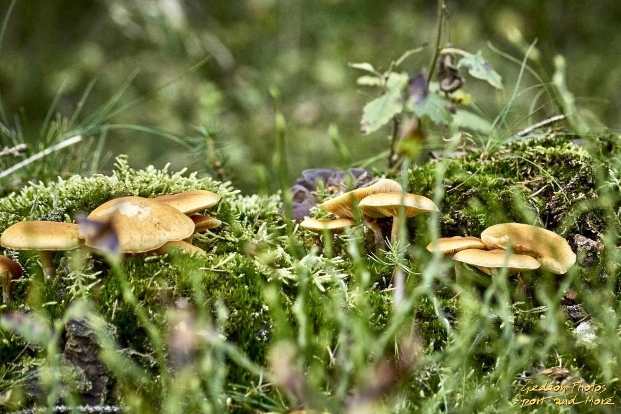 La Ferme Du Soyeuru Ξενοδοχείο Σπα Εξωτερικό φωτογραφία